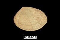 藏品(海瓜子簾蛤)的圖片